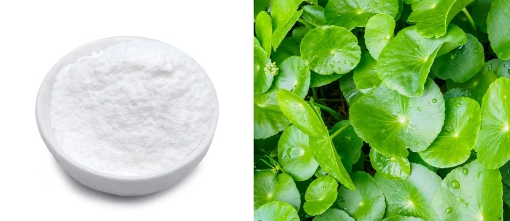 Centella asiatica powder Centella asiatica powder